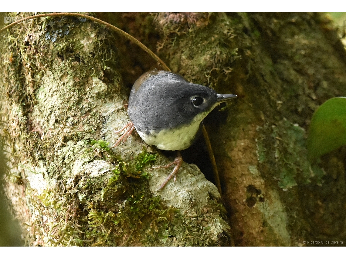 Eleoscytalopus indigoticus