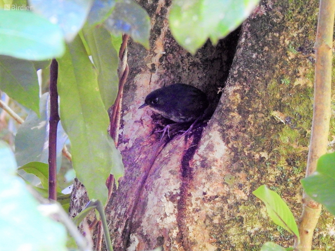 Eleoscytalopus indigoticus