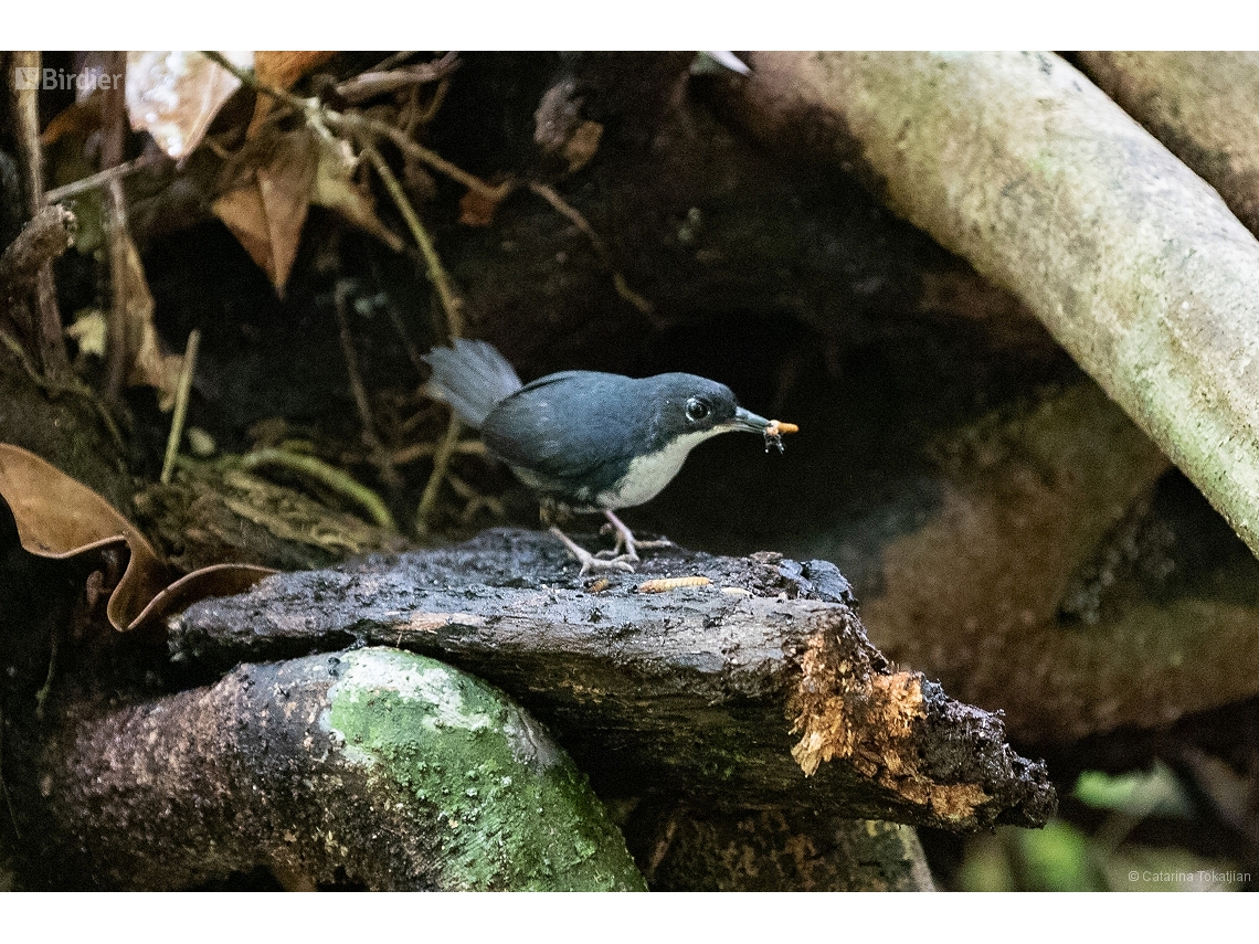 Eleoscytalopus psychopompus