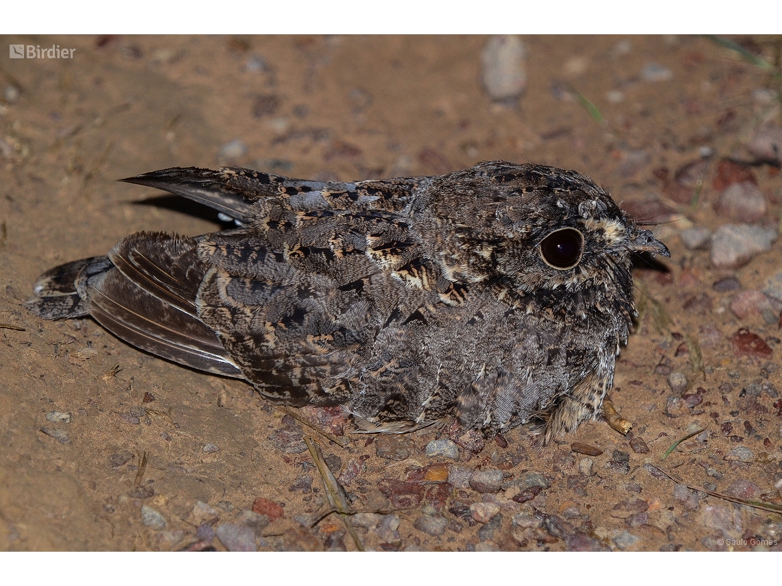 Eleothreptus anomalus