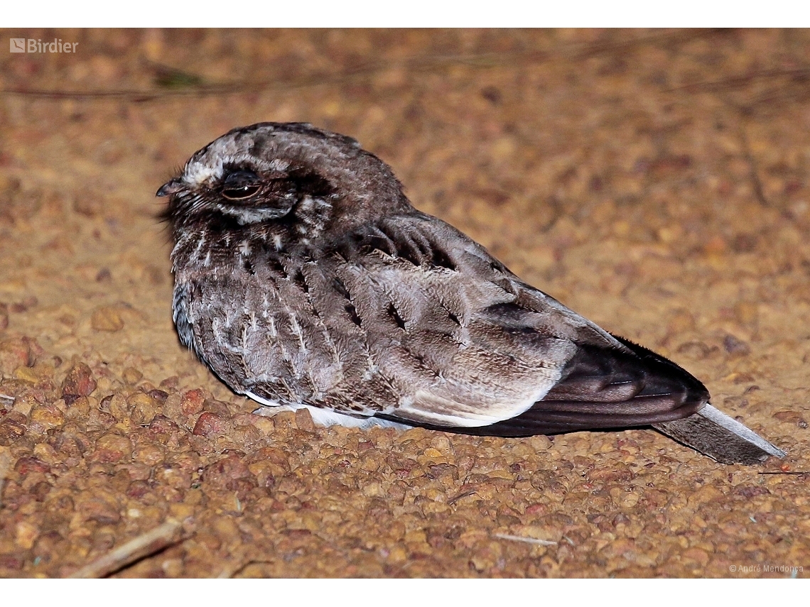 Eleothreptus candicans