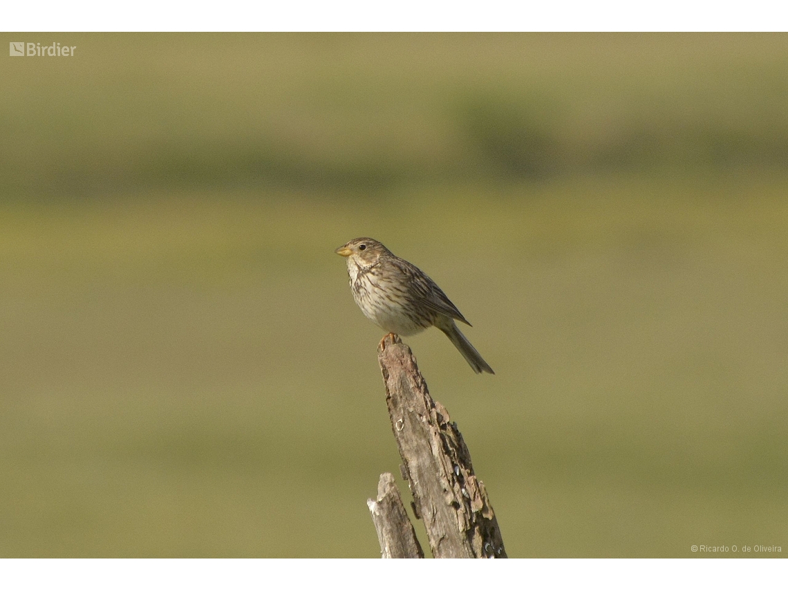 Emberiza calandra