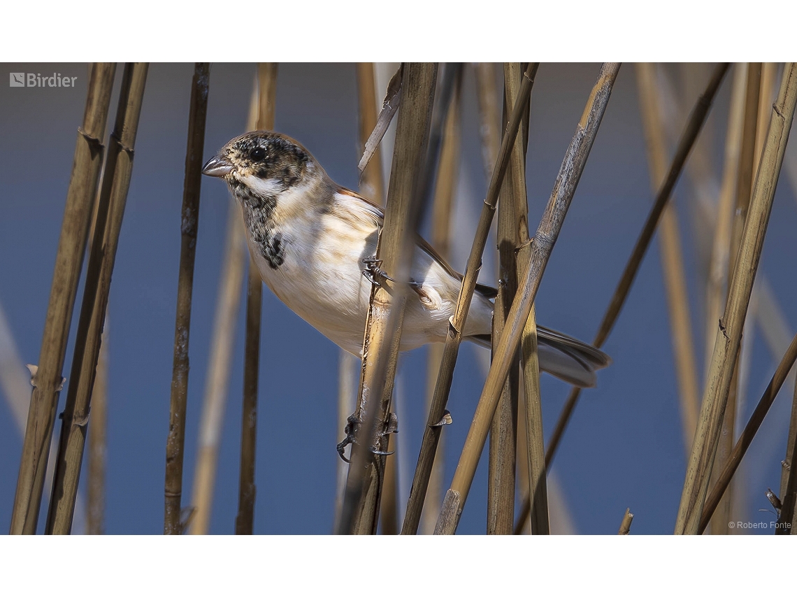 Emberiza schoeniclus