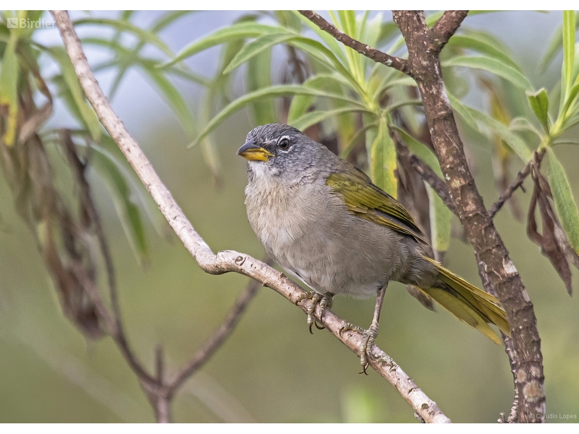 Embernagra longicauda