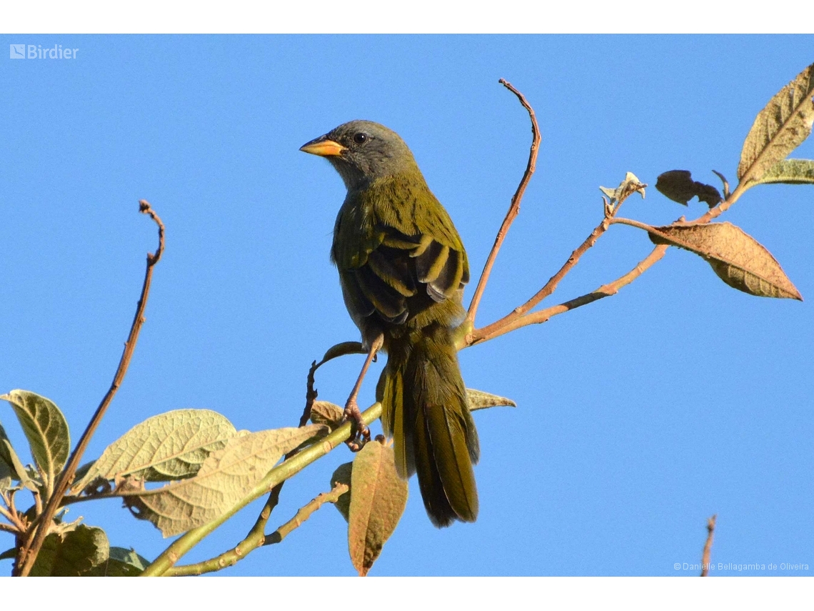 Embernagra platensis