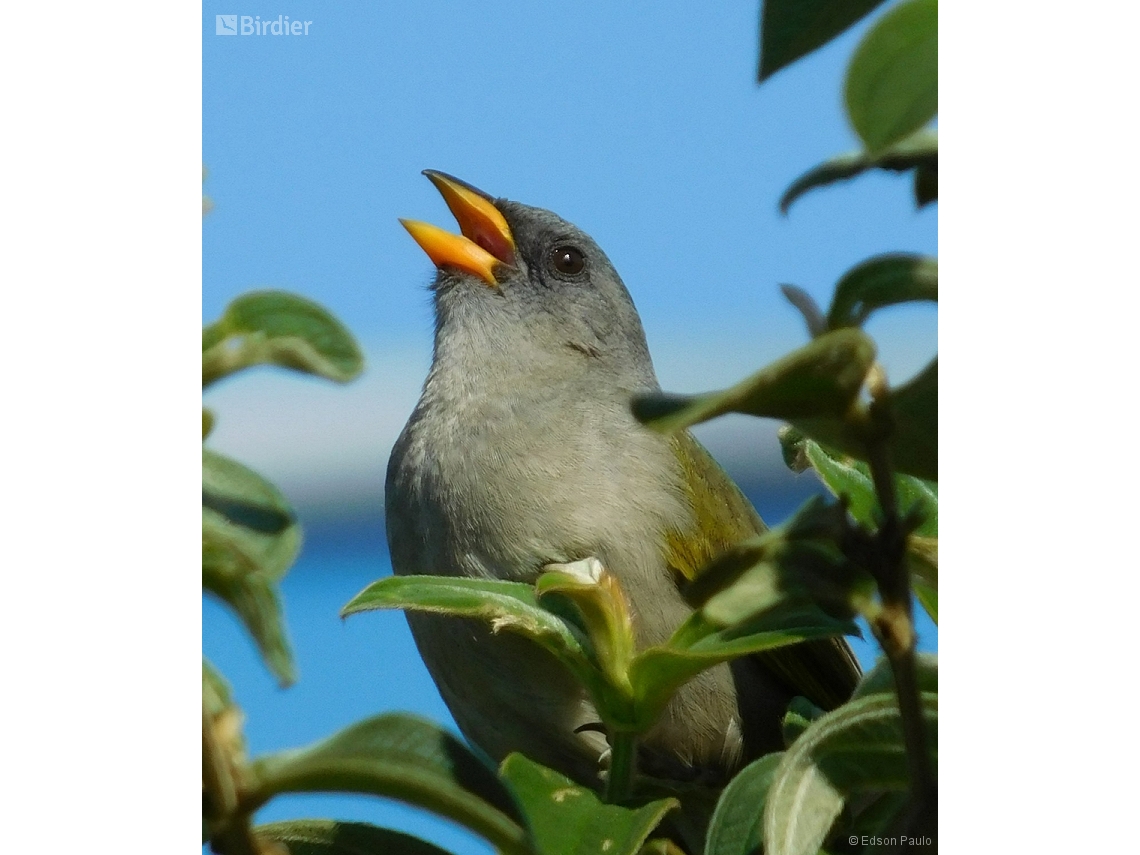Embernagra platensis