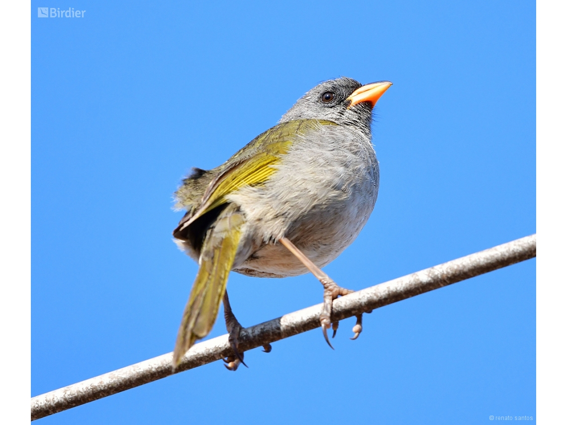 Embernagra platensis
