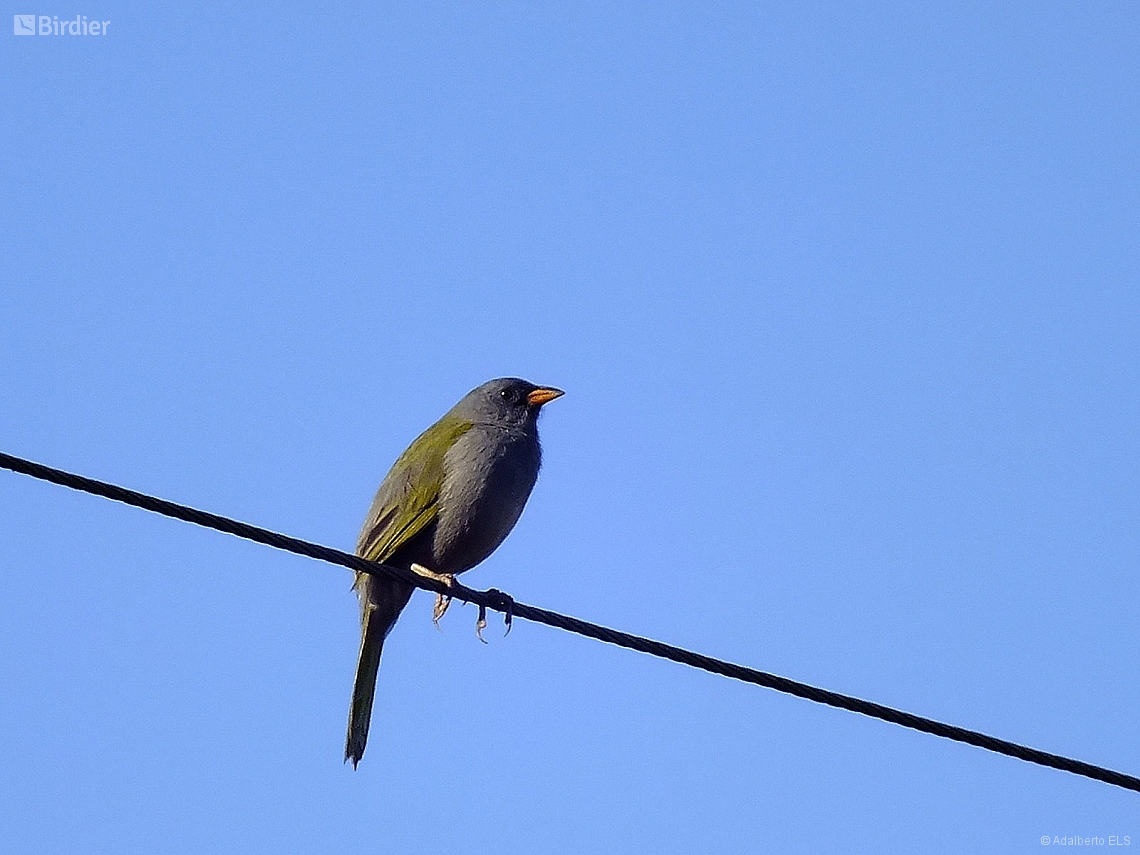 Embernagra platensis
