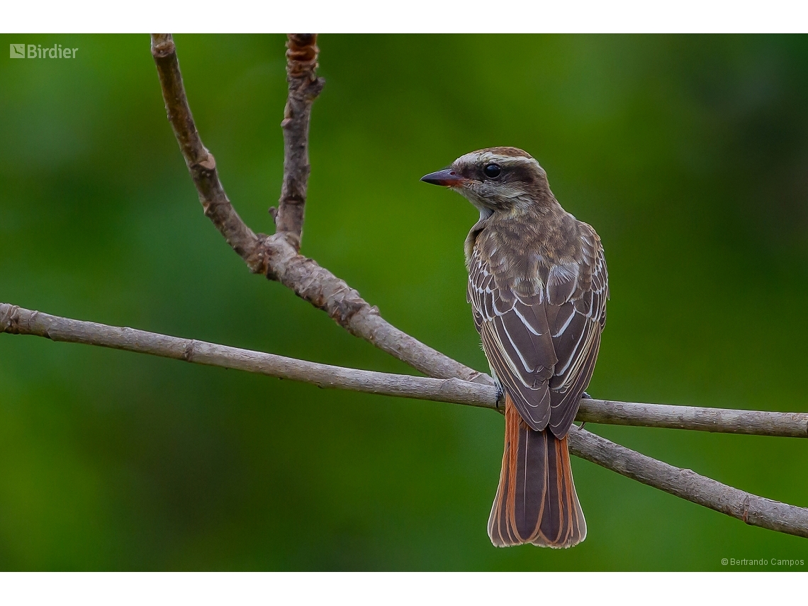 Empidonomus varius