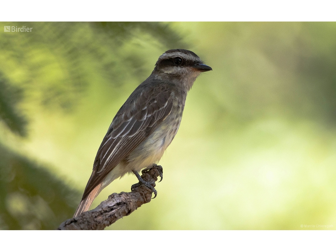 Empidonomus varius