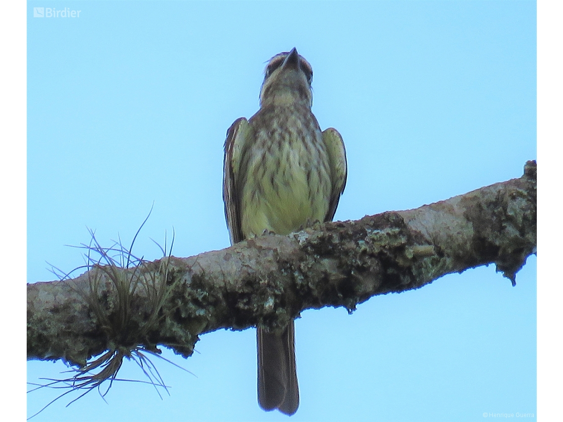 Empidonomus varius