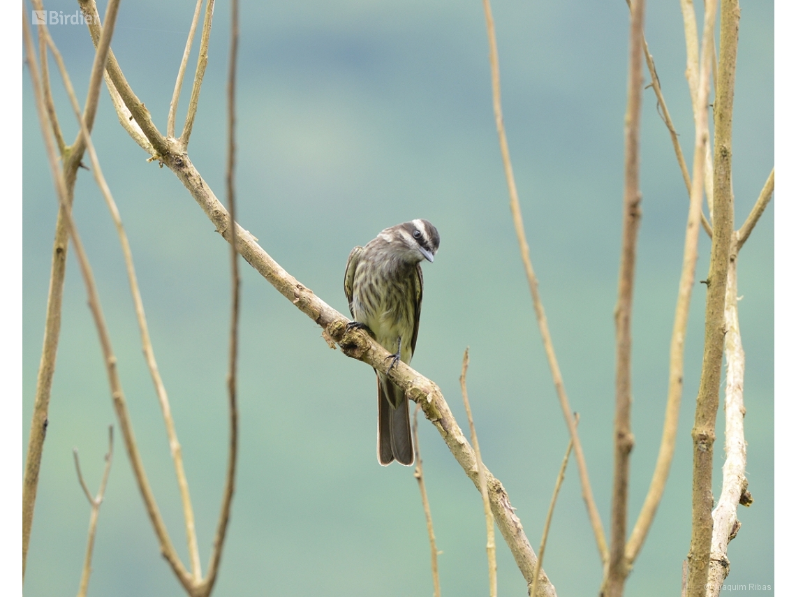 Empidonomus varius
