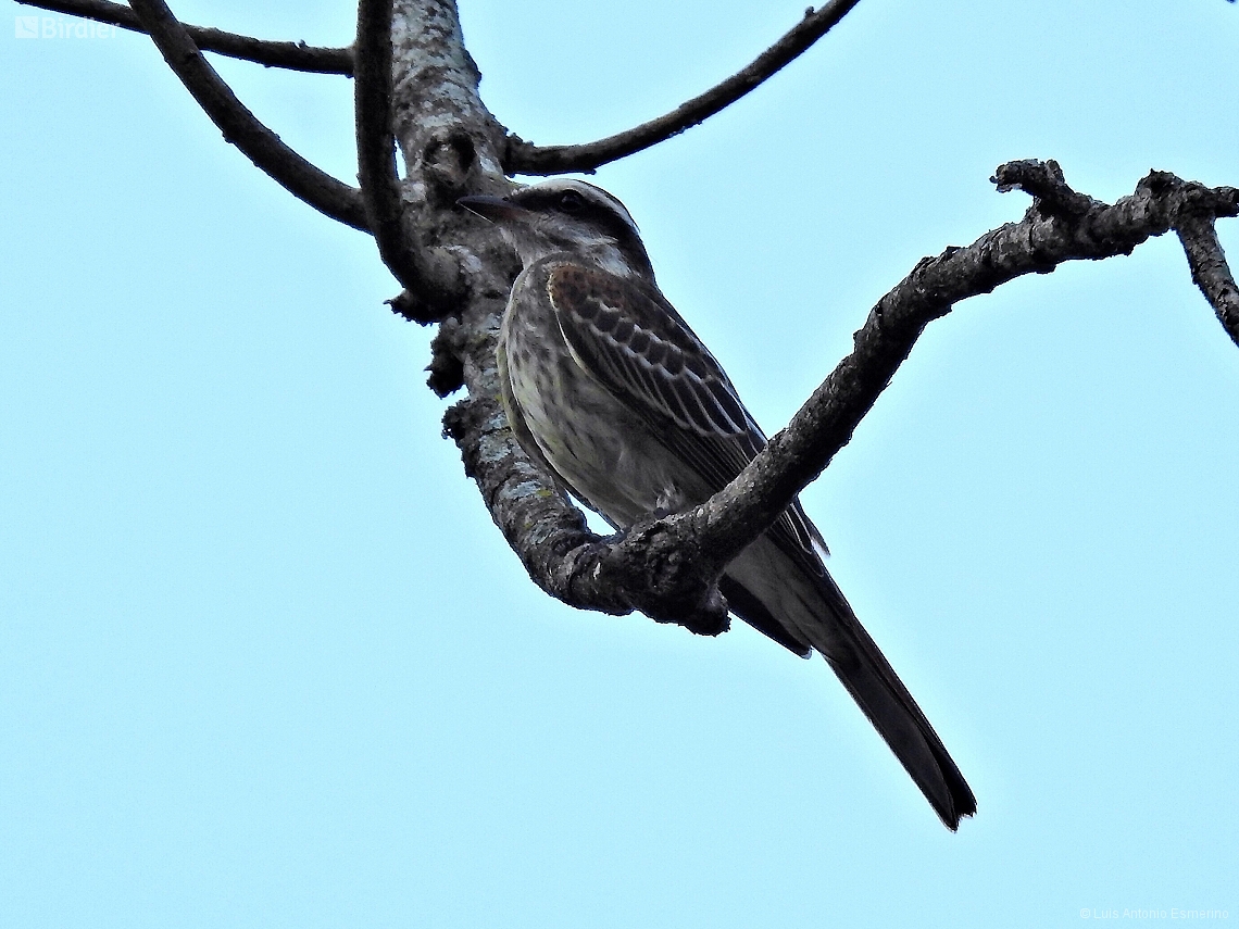 Empidonomus varius