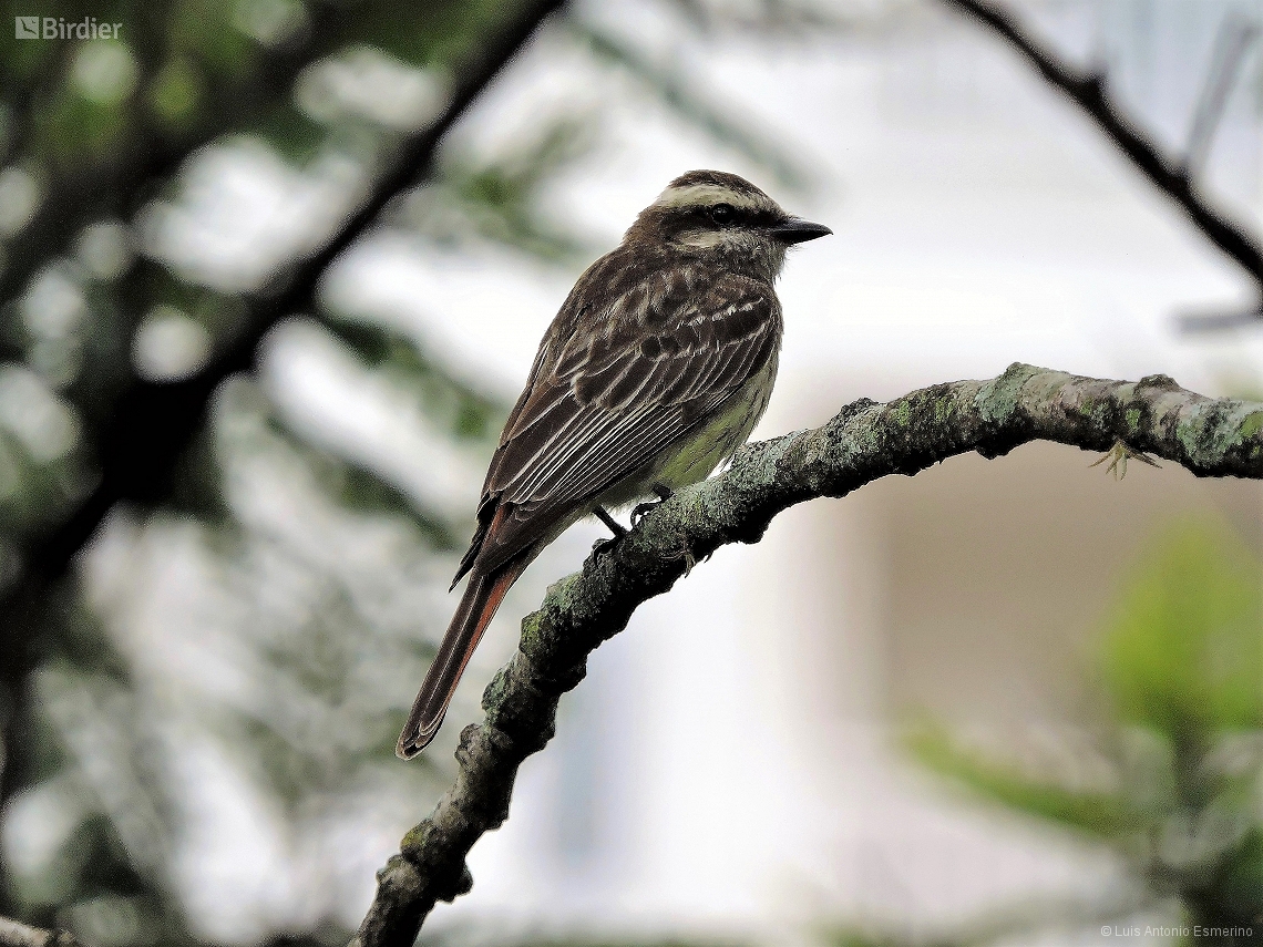 Empidonomus varius