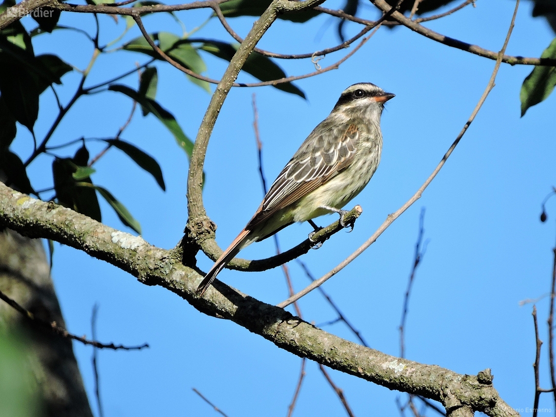 Empidonomus varius