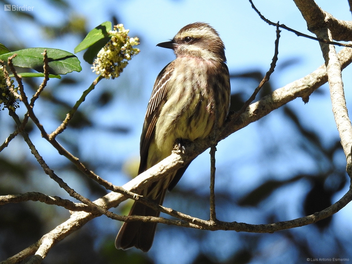 Empidonomus varius