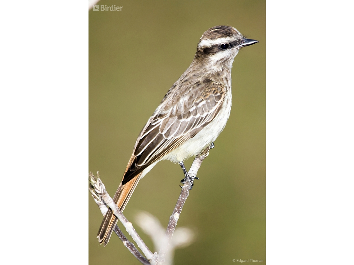 Empidonomus varius