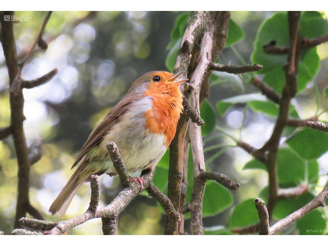 Erithacus rubecula