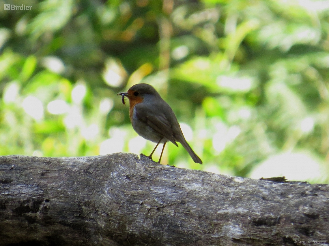 Erithacus rubecula