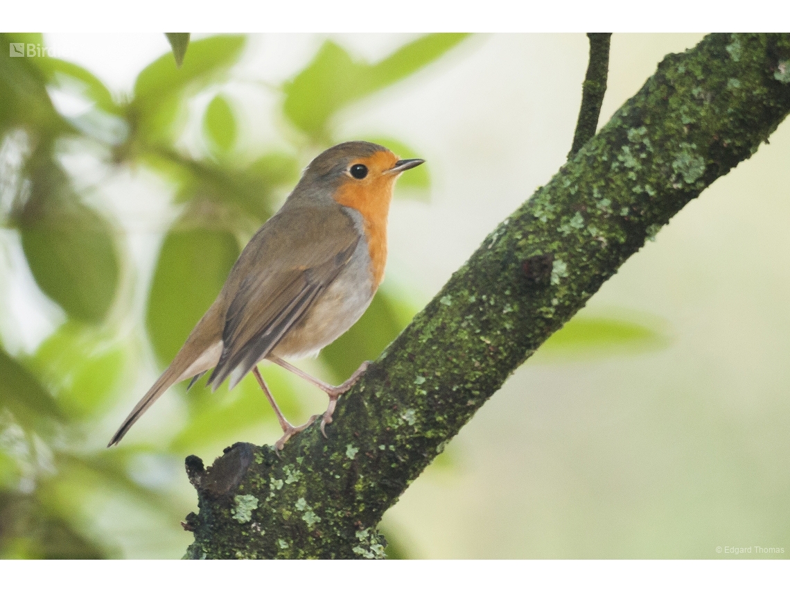 Erithacus rubecula