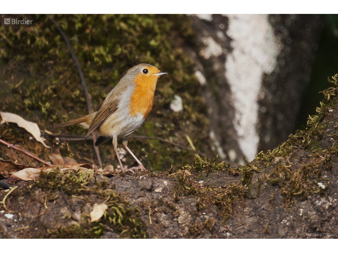 Erithacus rubecula