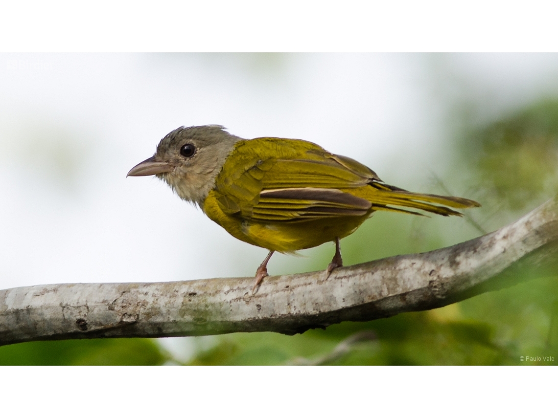 Eucometis penicillata