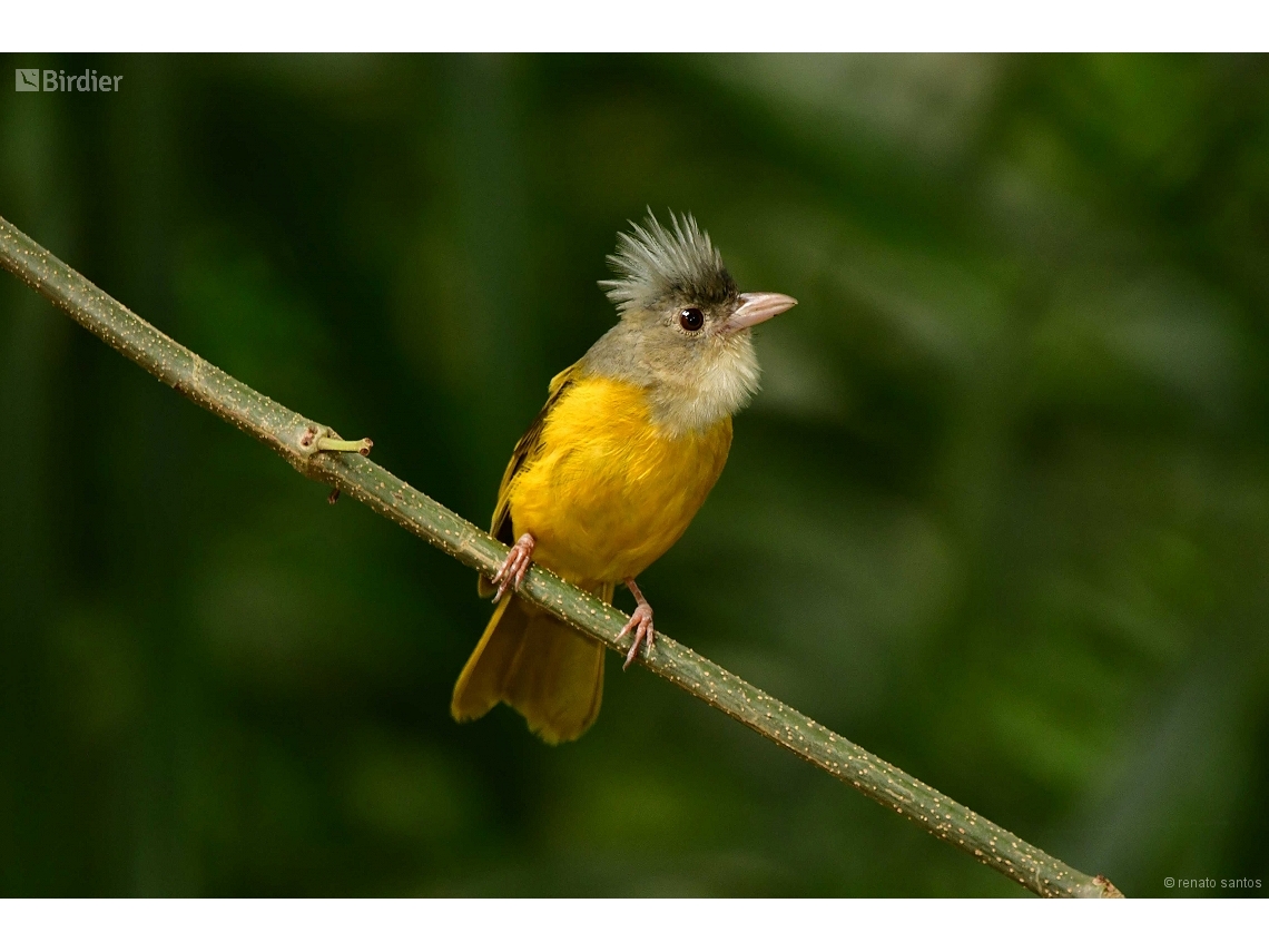Eucometis penicillata