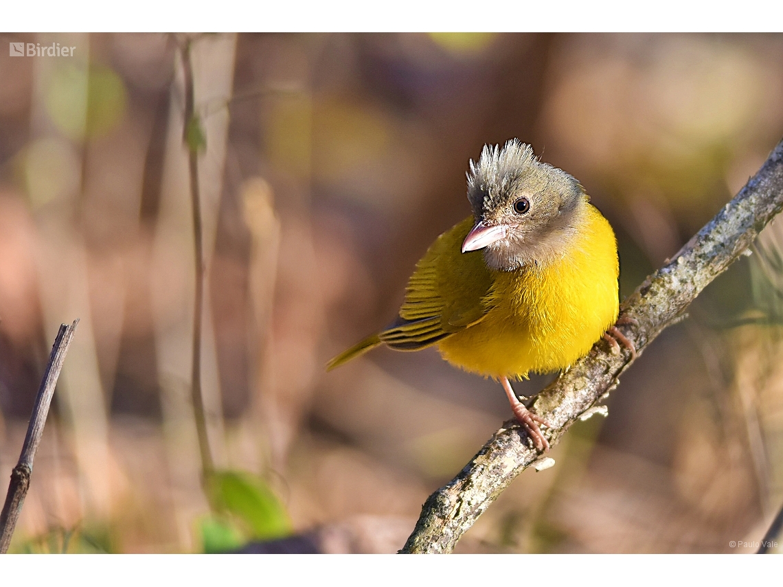 Eucometis penicillata