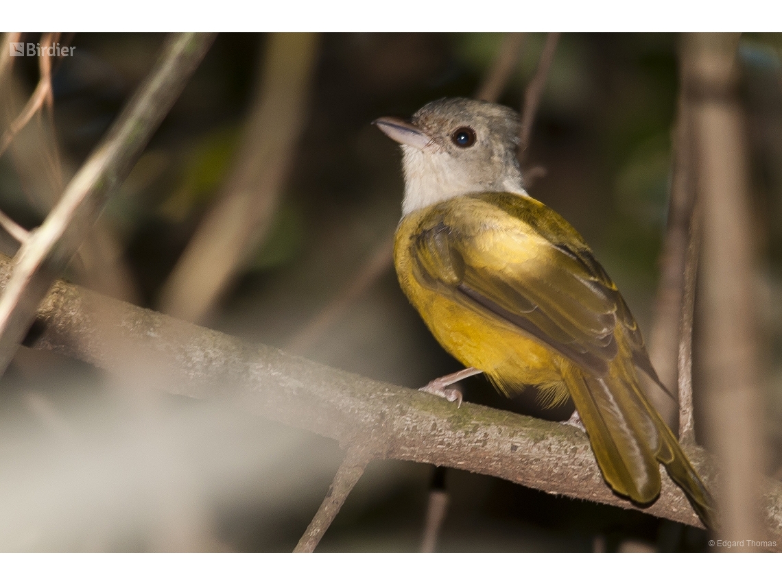 Eucometis penicillata