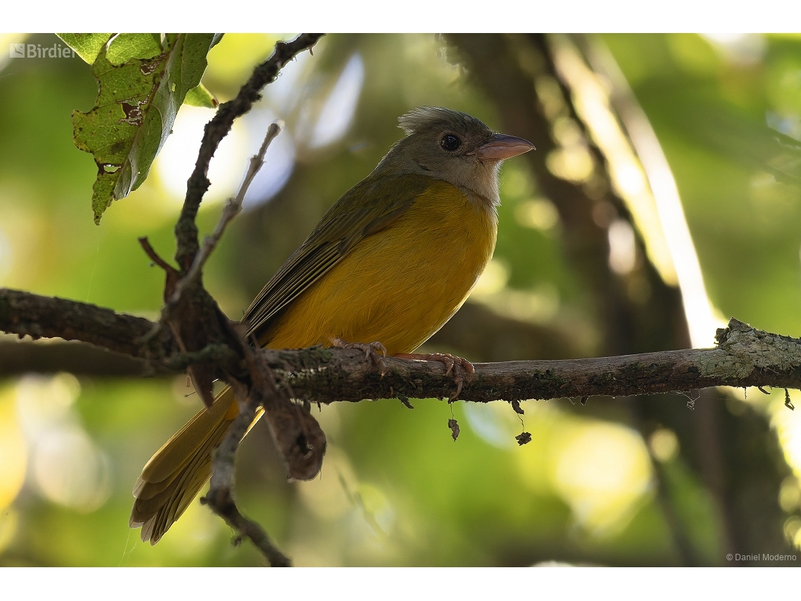Eucometis penicillata