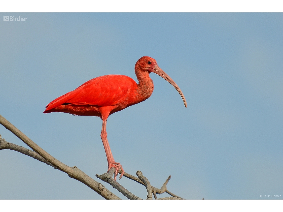 Eudocimus ruber