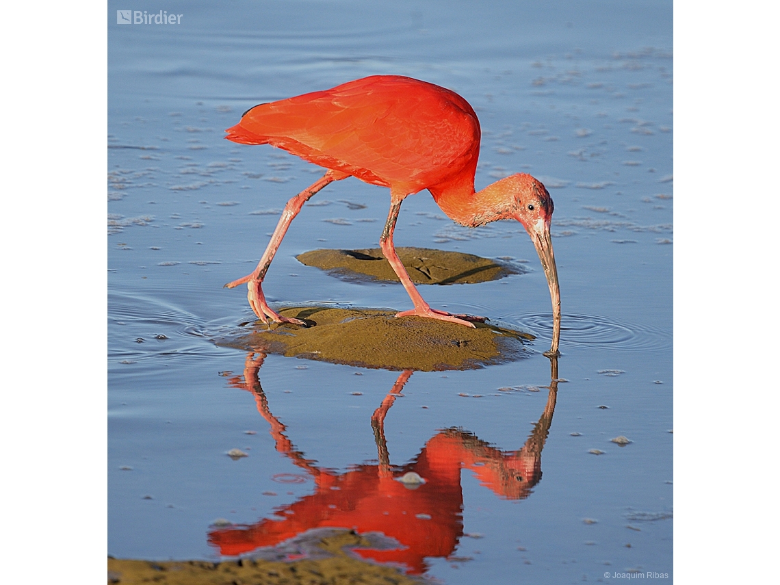 Eudocimus ruber