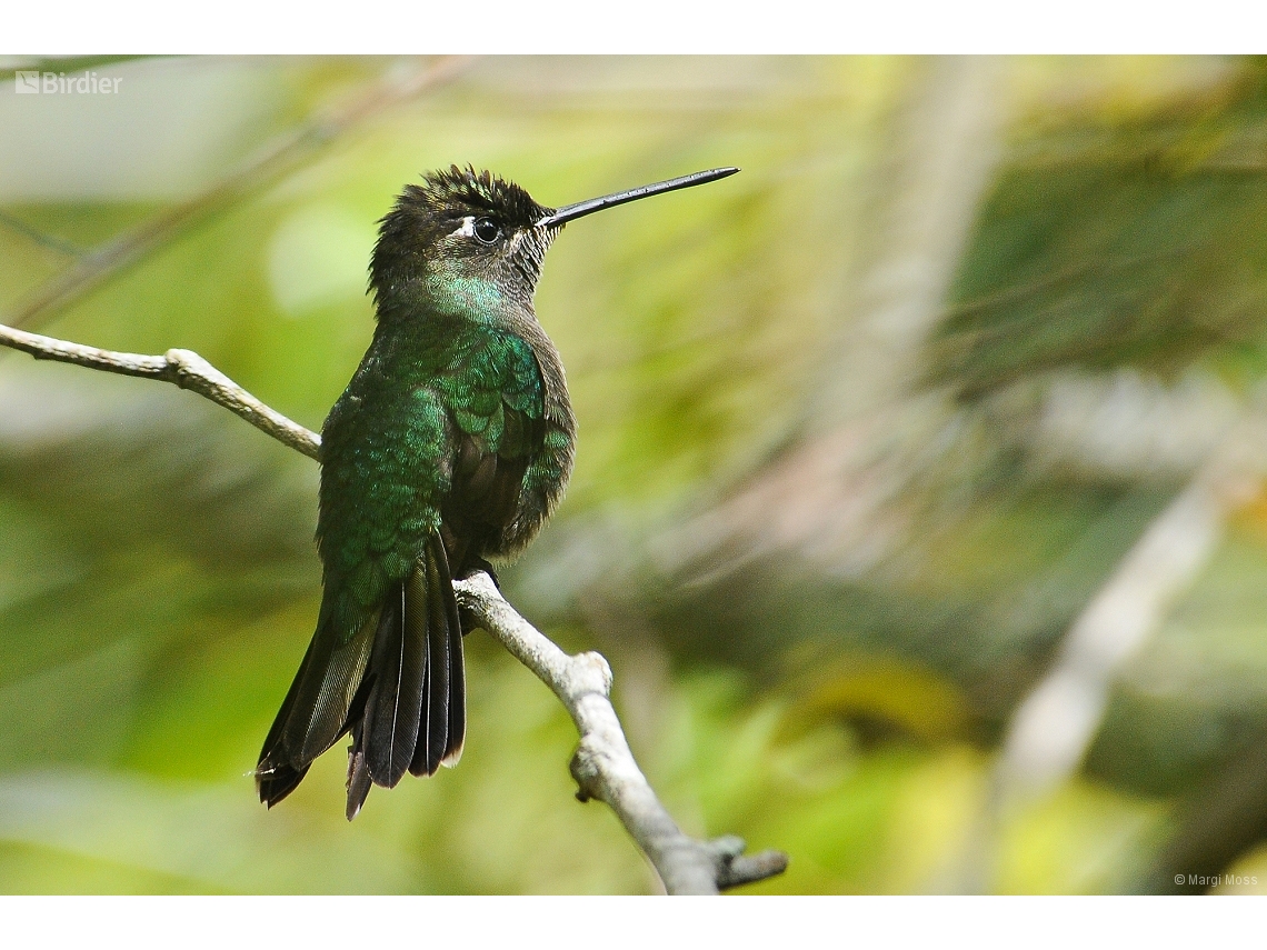 Eugenes fulgens