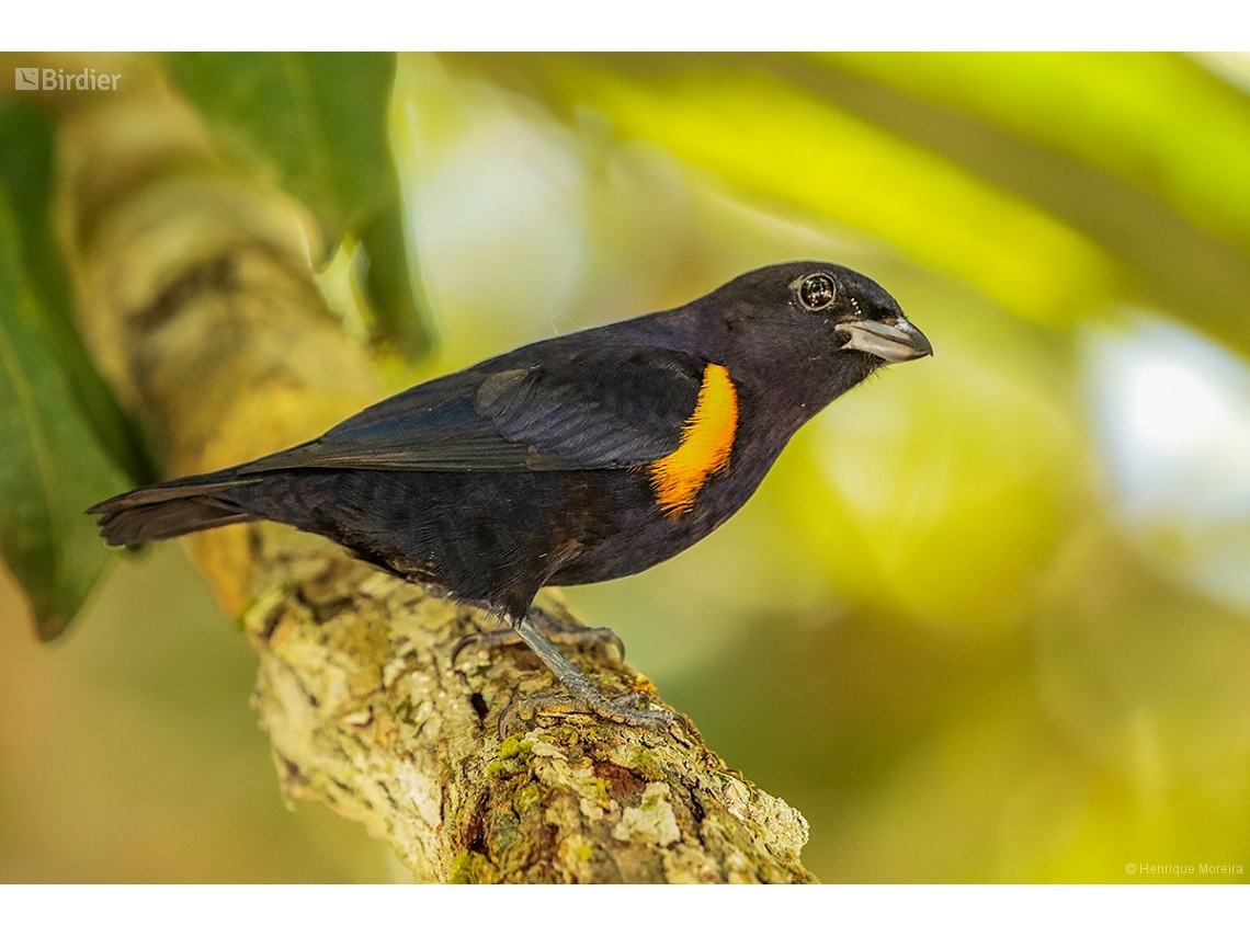 Euphonia cayennensis