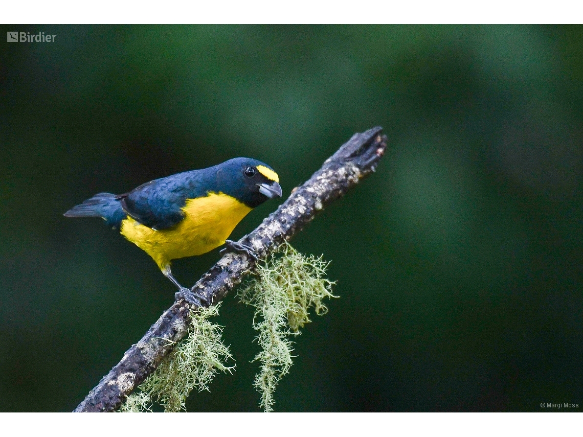 Euphonia chalybea