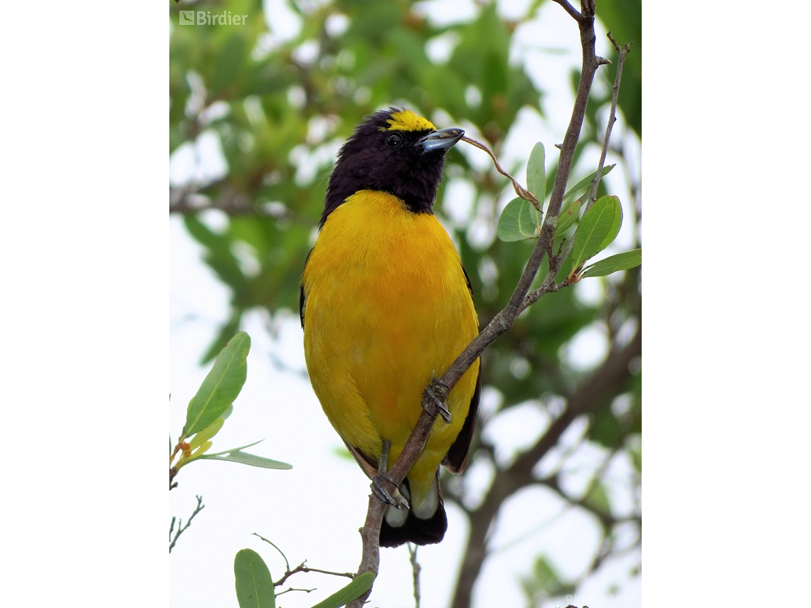 Euphonia chlorotica