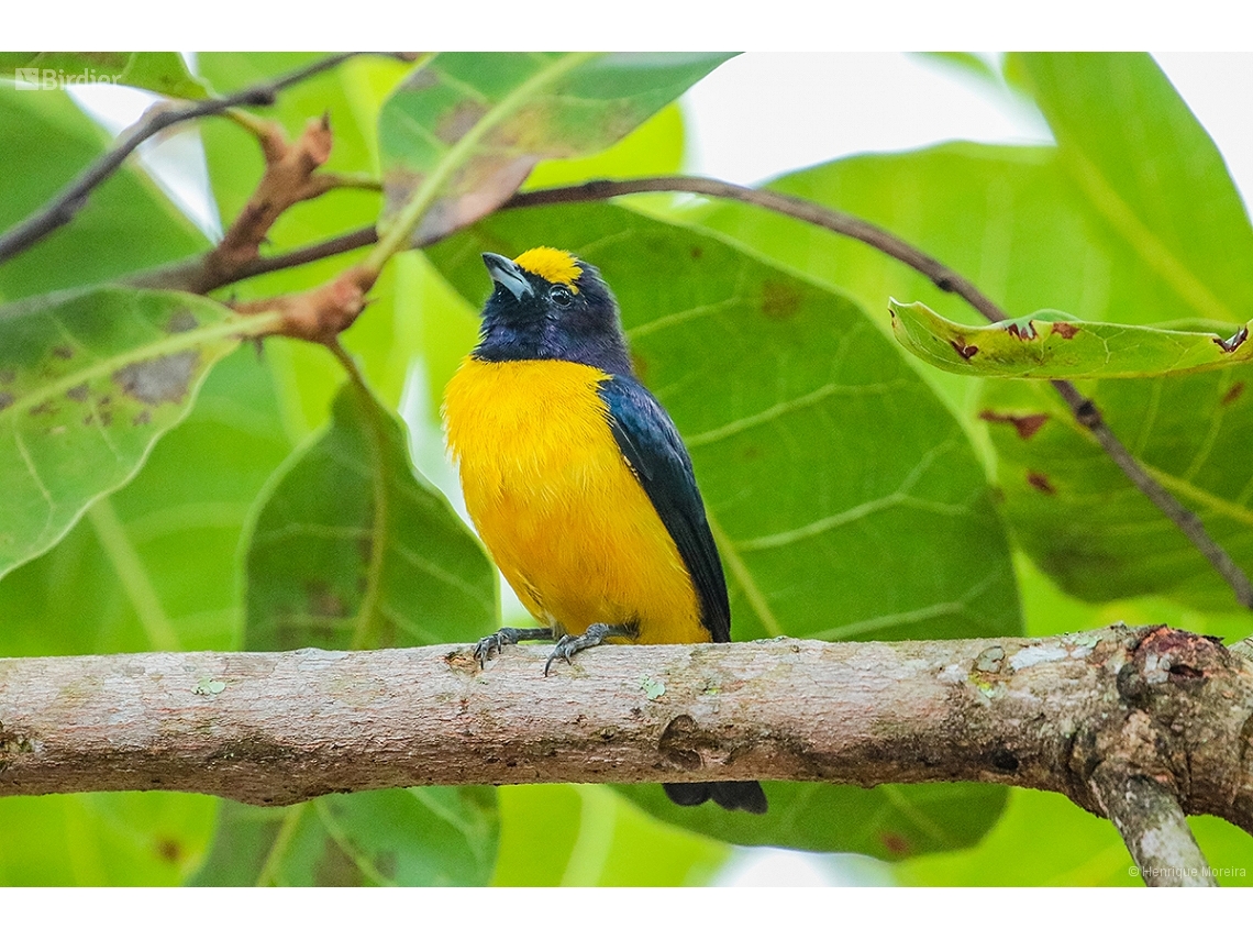 Euphonia chlorotica