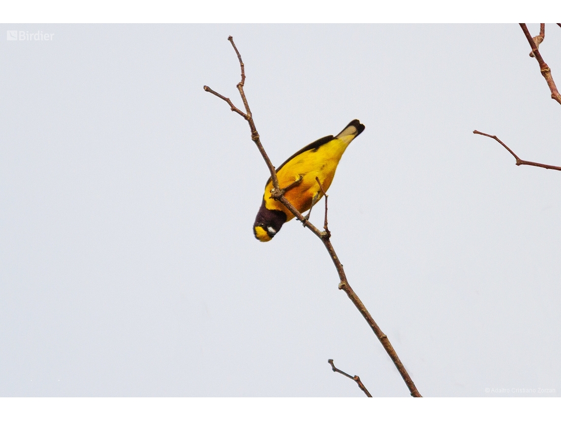 Euphonia chlorotica