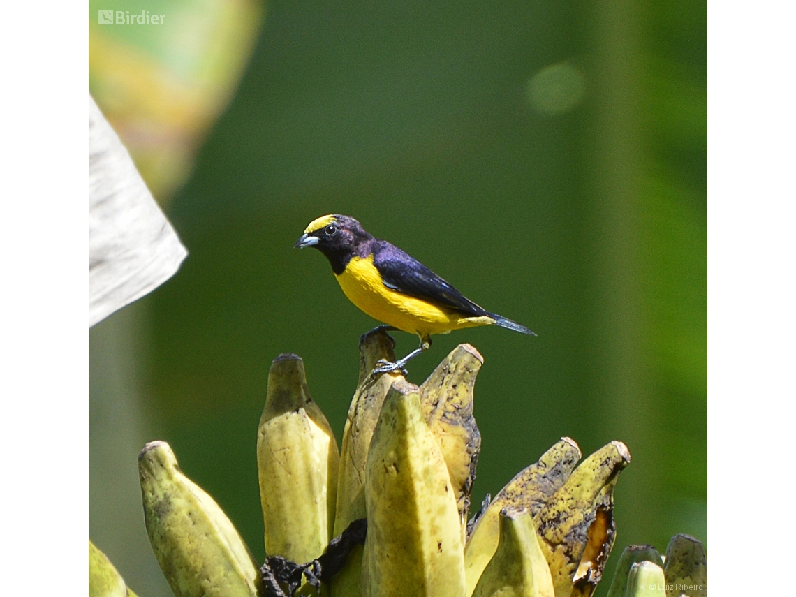 Euphonia chlorotica