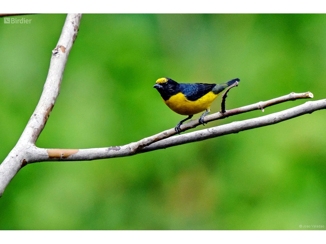 Euphonia chlorotica