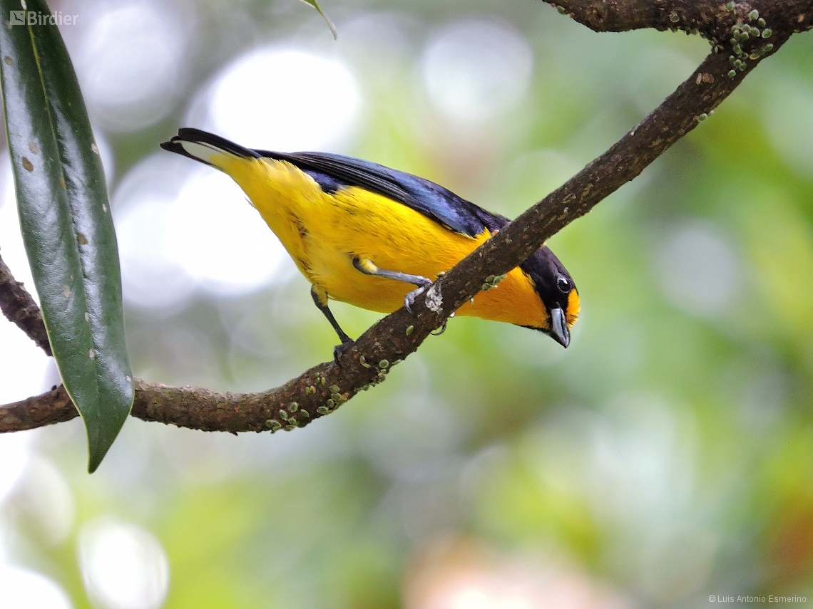 Euphonia chlorotica