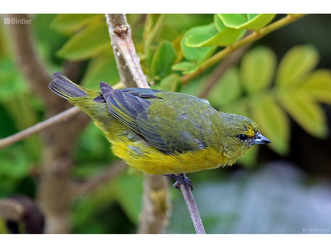 Euphonia chlorotica