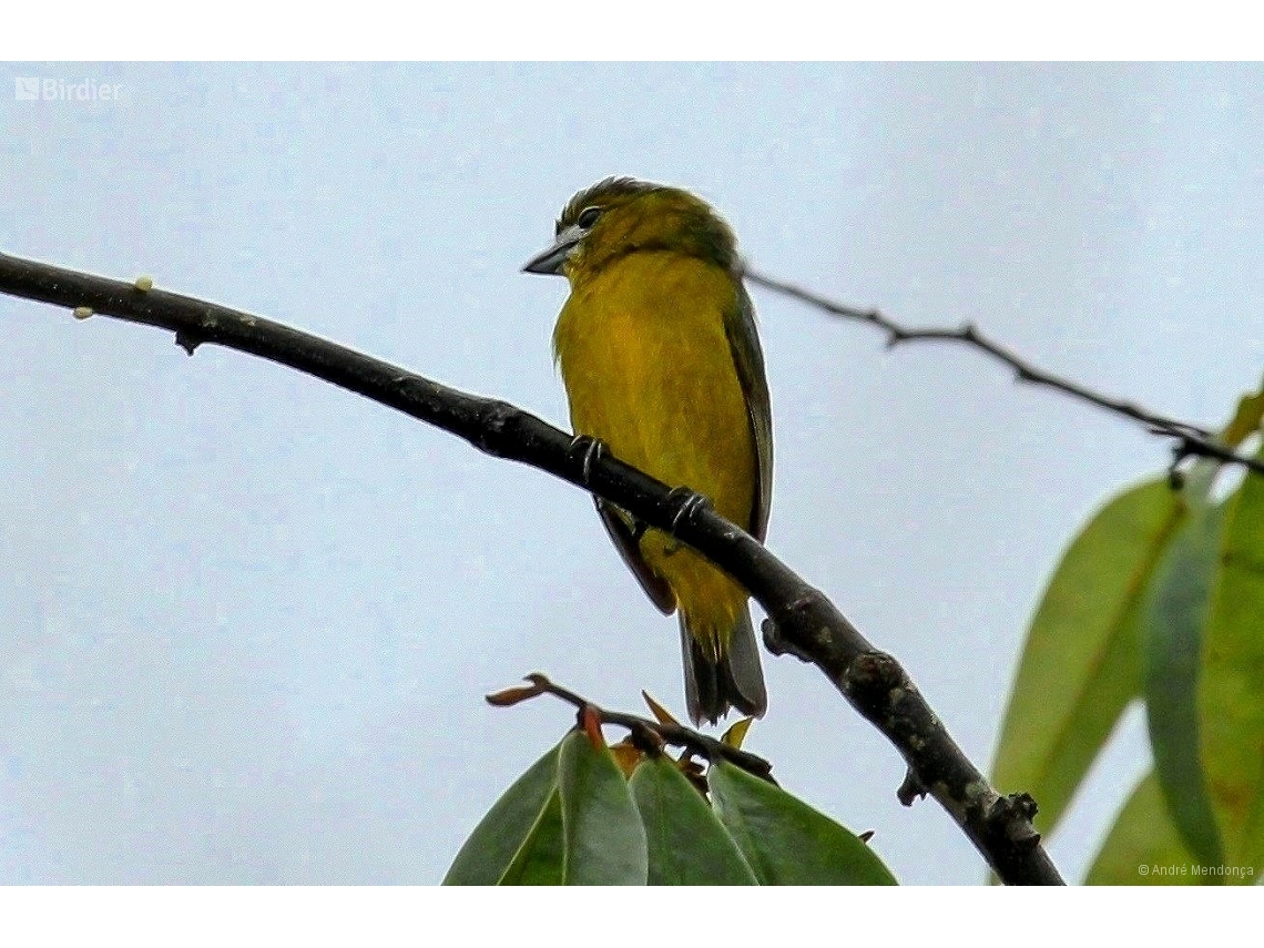 Euphonia chrysopasta