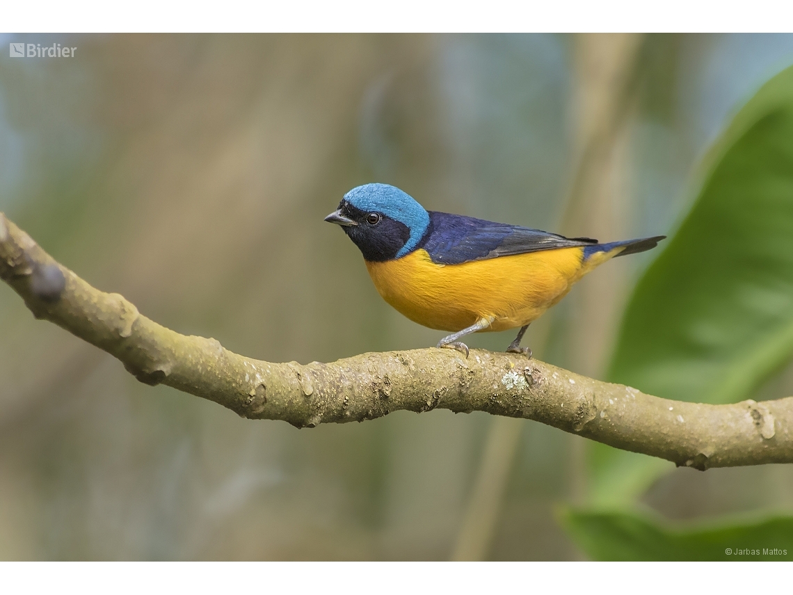 Chlorophonia cyanocephala