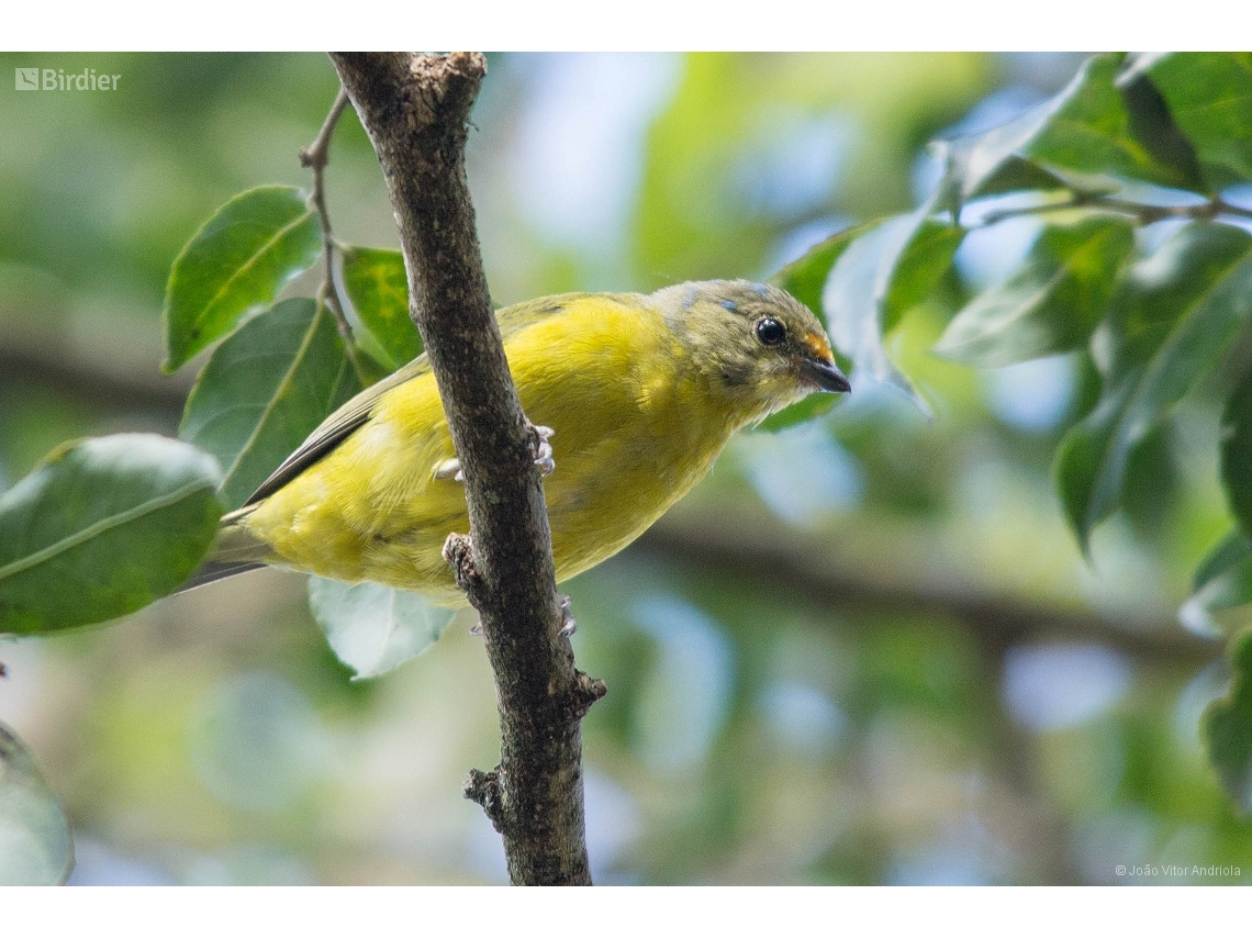 Chlorophonia cyanocephala
