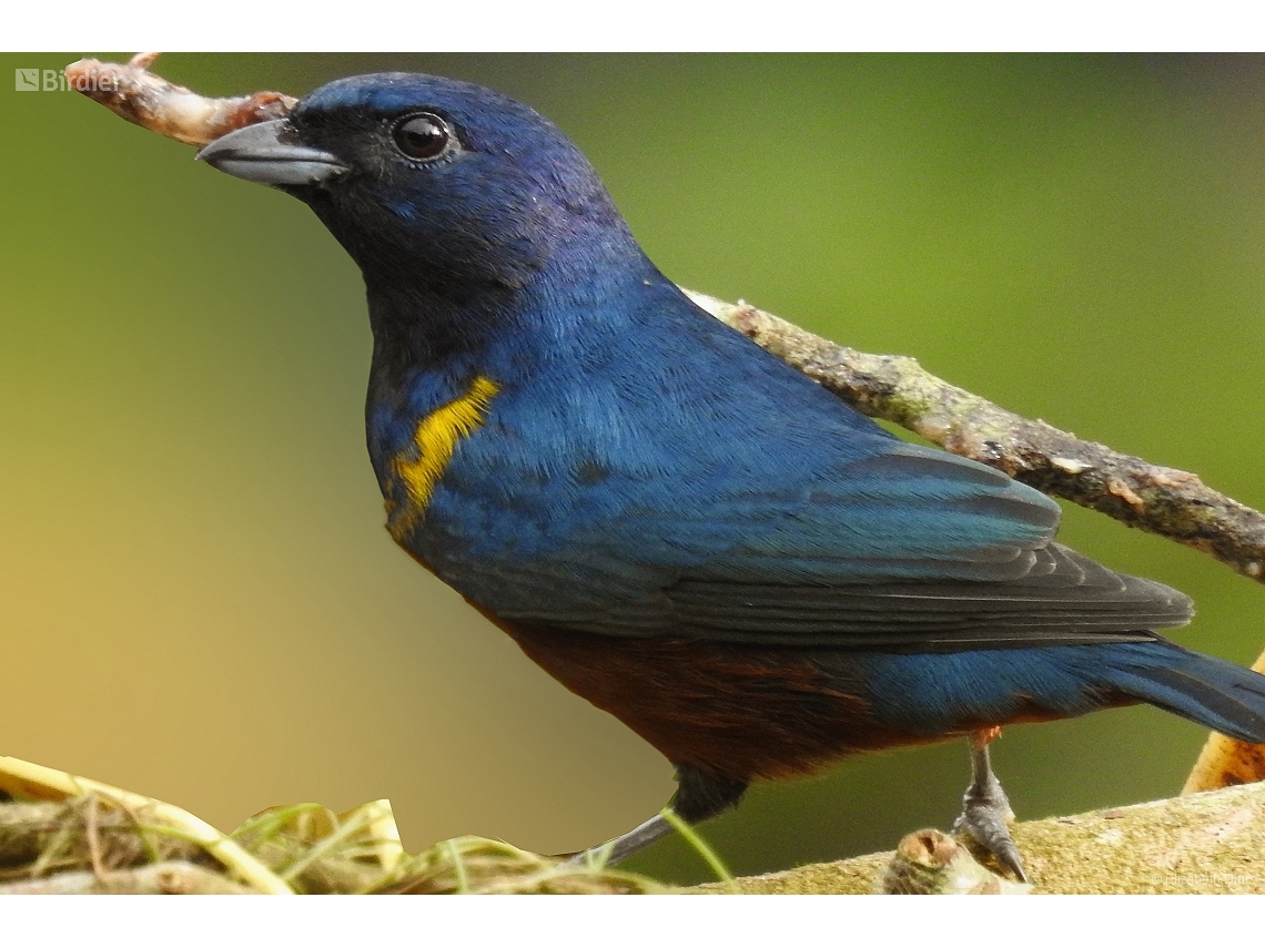 Euphonia pectoralis