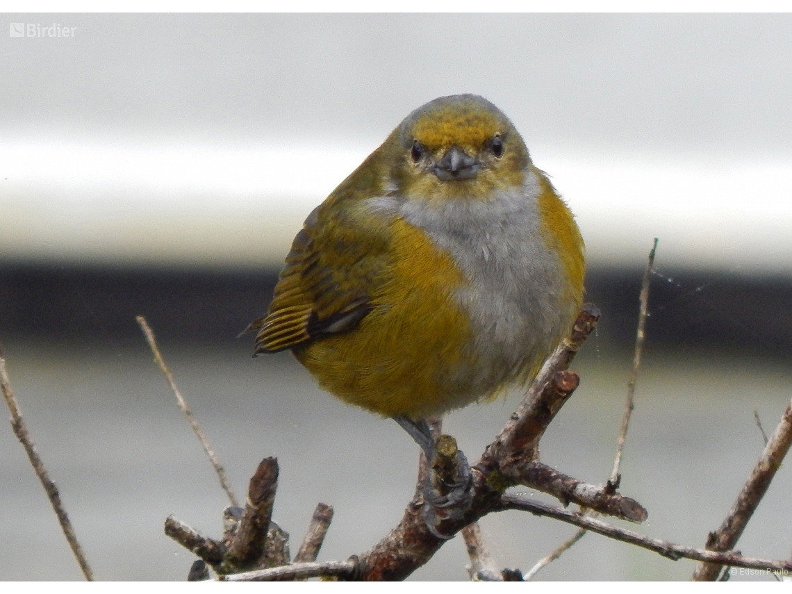 Euphonia pectoralis