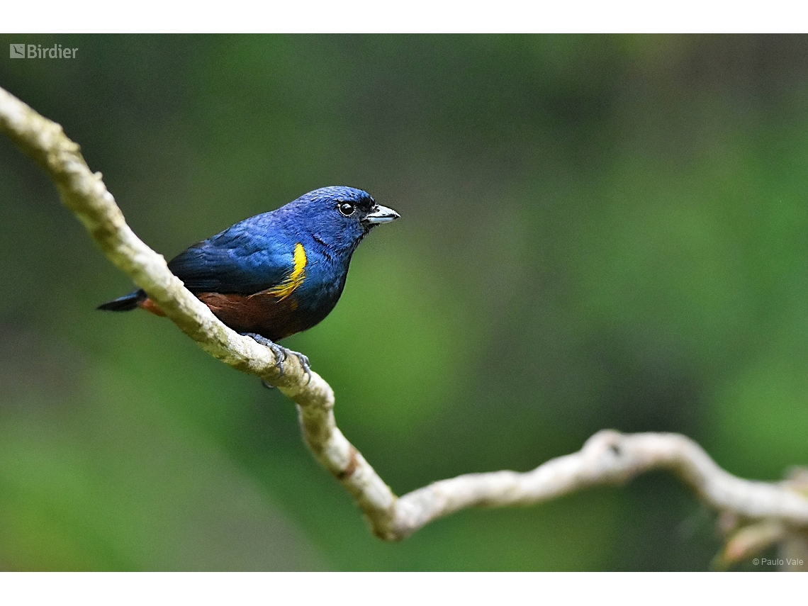 Euphonia pectoralis