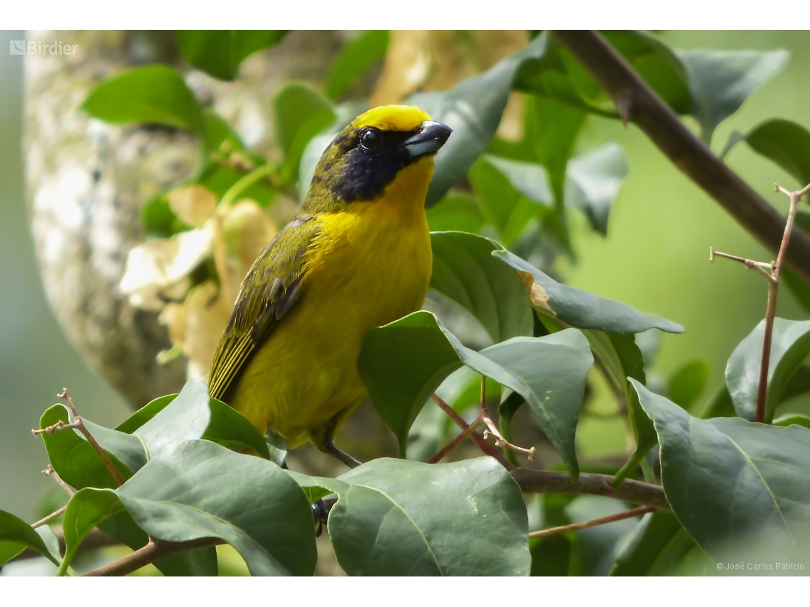 Euphonia violacea