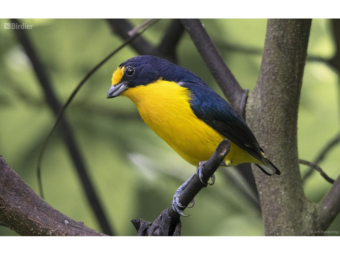 Euphonia violacea